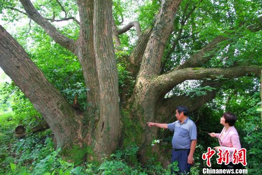 江西樟树最新动态，文化繁荣与发展瞩目呈现