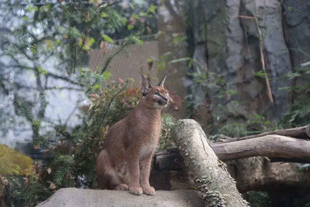 南京土豆价格行情最新解析