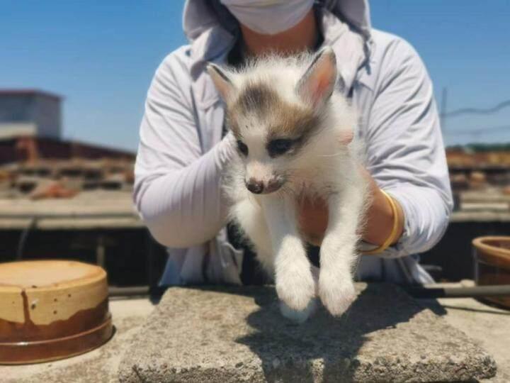 昌黎貉子皮最新价格走势及分析——市场趋势与影响因素探究