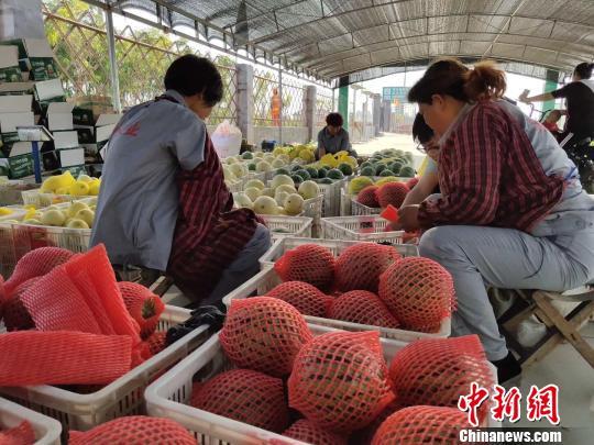 河北西瓜最新市场动态分析