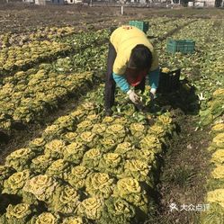 一亩田最新报价，农业投资的新机遇与挑战分析