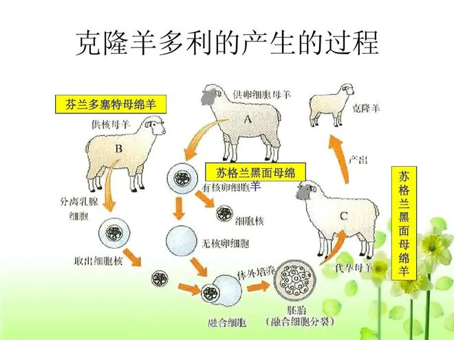 克隆技术，最新进展、挑战与未来展望